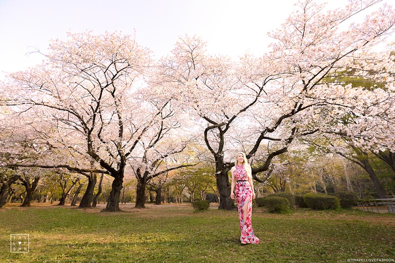 Best Spots to See the Cherry Blossoms in Tokyo Japan