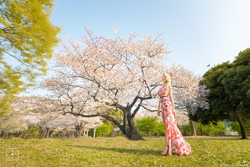 Best Places to see the Cherry Blossoms in Tokyo Japan